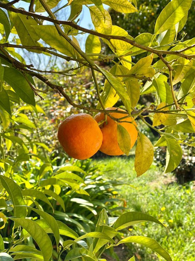Ravissante Maison A St Paul De Vence サン・ポール・ド・ヴァンス エクステリア 写真